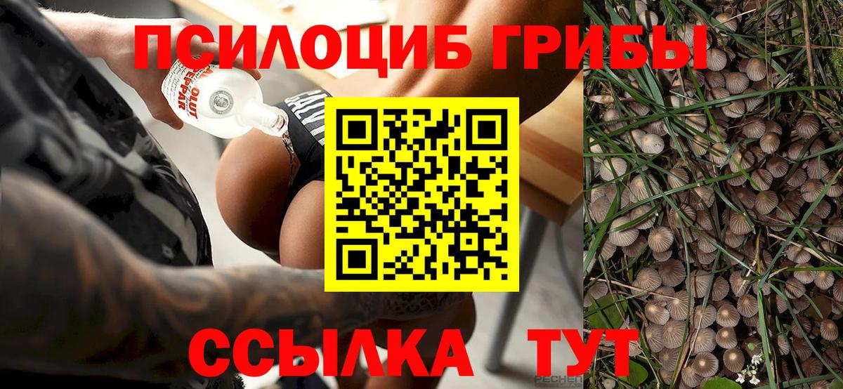 Псилоцибиновые грибы Cubensis Рязань